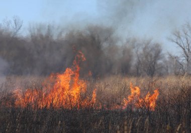 Saint Louis, Missouri 'de kontrollü bir yanma yakıt birikiminin sınırlı olmasını sağlar. Bu da, orman ve çayırlarda şiddetli yangınların çıkmasını önlüyor. Koruma Yönetimi.