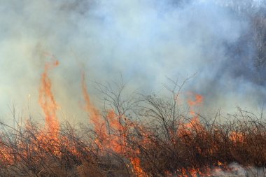 Saint Louis, Missouri 'de kontrollü bir yanma yakıt birikiminin sınırlı olmasını sağlar. Bu da, orman ve çayırlarda şiddetli yangınların çıkmasını önlüyor. Koruma Yönetimi.