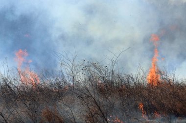 Saint Louis, Missouri 'de kontrollü bir yanma yakıt birikiminin sınırlı olmasını sağlar. Bu da, orman ve çayırlarda şiddetli yangınların çıkmasını önlüyor. Koruma Yönetimi.