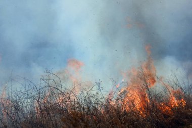 Saint Louis, Missouri 'de kontrollü bir yanma yakıt birikiminin sınırlı olmasını sağlar. Bu da, orman ve çayırlarda şiddetli yangınların çıkmasını önlüyor. Koruma Yönetimi.