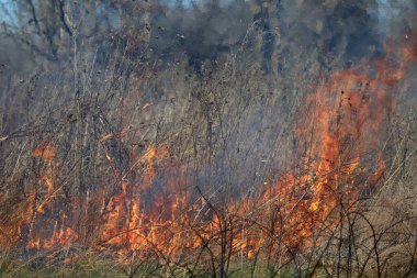 Saint Louis, Missouri 'de kontrollü bir yanma yakıt birikiminin sınırlı olmasını sağlar. Bu da, orman ve çayırlarda şiddetli yangınların çıkmasını önlüyor. Koruma Yönetimi.