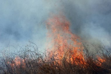 Saint Louis, Missouri 'de kontrollü bir yanma yakıt birikiminin sınırlı olmasını sağlar. Bu da, orman ve çayırlarda şiddetli yangınların çıkmasını önlüyor. Koruma Yönetimi.