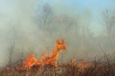 Saint Louis, Missouri 'de kontrollü bir yanma yakıt birikiminin sınırlı olmasını sağlar. Bu da, orman ve çayırlarda şiddetli yangınların çıkmasını önlüyor. Koruma Yönetimi.