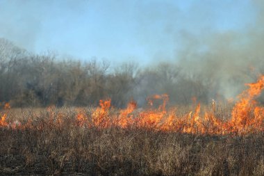 Saint Louis, Missouri 'de kontrollü bir yanma yakıt birikiminin sınırlı olmasını sağlar. Bu da, orman ve çayırlarda şiddetli yangınların çıkmasını önlüyor. Koruma Yönetimi.