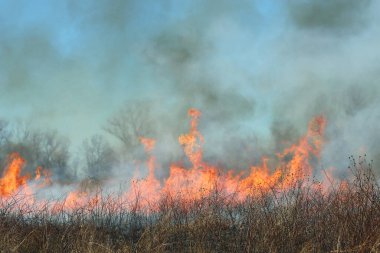 Saint Louis, Missouri 'de kontrollü bir yanma yakıt birikiminin sınırlı olmasını sağlar. Bu da, orman ve çayırlarda şiddetli yangınların çıkmasını önlüyor. Koruma Yönetimi.