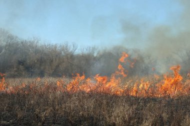 Saint Louis, Missouri 'de kontrollü bir yanma yakıt birikiminin sınırlı olmasını sağlar. Bu da, orman ve çayırlarda şiddetli yangınların çıkmasını önlüyor. Koruma Yönetimi.