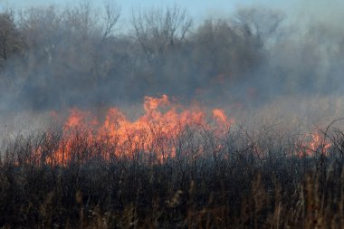 Saint Louis, Missouri 'de kontrollü bir yanma yakıt birikiminin sınırlı olmasını sağlar. Bu da, orman ve çayırlarda şiddetli yangınların çıkmasını önlüyor. Koruma Yönetimi.