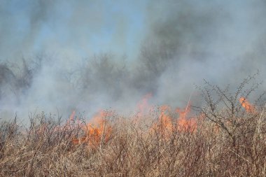 Saint Louis, Missouri 'de kontrollü bir yanma yakıt birikiminin sınırlı olmasını sağlar. Bu da, orman ve çayırlarda şiddetli yangınların çıkmasını önlüyor. Koruma Yönetimi.