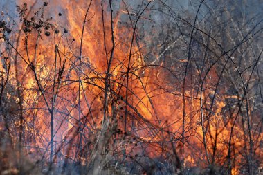 Saint Louis, Missouri 'de kontrollü bir yanma yakıt birikiminin sınırlı olmasını sağlar. Bu da, orman ve çayırlarda şiddetli yangınların çıkmasını önlüyor. Koruma Yönetimi.