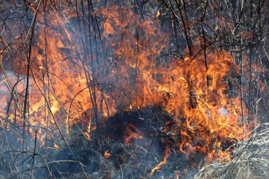 Saint Louis, Missouri 'de kontrollü bir yanma yakıt birikiminin sınırlı olmasını sağlar. Bu da, orman ve çayırlarda şiddetli yangınların çıkmasını önlüyor. Koruma Yönetimi.