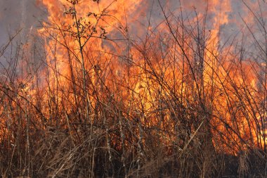 Saint Louis, Missouri 'de kontrollü bir yanma yakıt birikiminin sınırlı olmasını sağlar. Bu da, orman ve çayırlarda şiddetli yangınların çıkmasını önlüyor. Koruma Yönetimi.