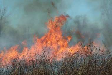 Saint Louis, Missouri 'de kontrollü bir yanma yakıt birikiminin sınırlı olmasını sağlar. Bu da, orman ve çayırlarda şiddetli yangınların çıkmasını önlüyor. Koruma Yönetimi.