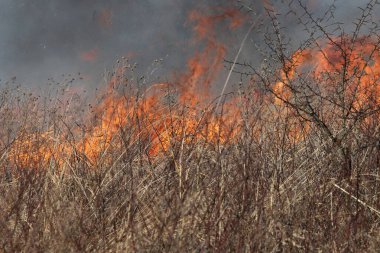 Saint Louis, Missouri 'de kontrollü bir yanma yakıt birikiminin sınırlı olmasını sağlar. Bu da, orman ve çayırlarda şiddetli yangınların çıkmasını önlüyor. Koruma Yönetimi.