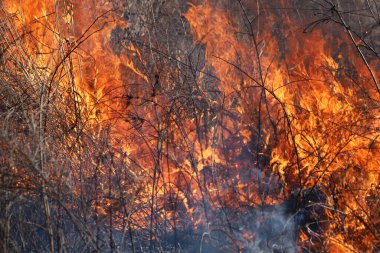 Saint Louis, Missouri 'de kontrollü bir yanma yakıt birikiminin sınırlı olmasını sağlar. Bu da, orman ve çayırlarda şiddetli yangınların çıkmasını önlüyor. Koruma Yönetimi.