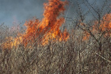 Saint Louis, Missouri 'de kontrollü bir yanma yakıt birikiminin sınırlı olmasını sağlar. Bu da, orman ve çayırlarda şiddetli yangınların çıkmasını önlüyor. Koruma Yönetimi.
