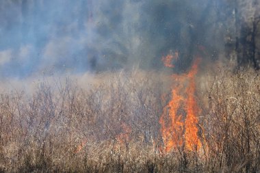 Saint Louis, Missouri 'de kontrollü bir yanma yakıt birikiminin sınırlı olmasını sağlar. Bu da, orman ve çayırlarda şiddetli yangınların çıkmasını önlüyor. Koruma Yönetimi.
