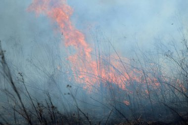 Saint Louis, Missouri 'de kontrollü bir yanma yakıt birikiminin sınırlı olmasını sağlar. Bu da, orman ve çayırlarda şiddetli yangınların çıkmasını önlüyor. Koruma Yönetimi.