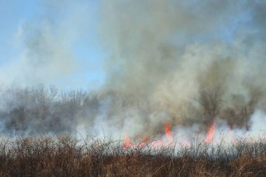 Saint Louis, Missouri 'de kontrollü bir yanma yakıt birikiminin sınırlı olmasını sağlar. Bu da, orman ve çayırlarda şiddetli yangınların çıkmasını önlüyor. Koruma Yönetimi.