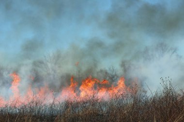 Saint Louis, Missouri 'de kontrollü bir yanma yakıt birikiminin sınırlı olmasını sağlar. Bu da, orman ve çayırlarda şiddetli yangınların çıkmasını önlüyor. Koruma Yönetimi.