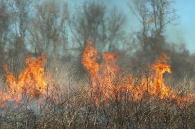 Saint Louis, Missouri 'de kontrollü bir yanma yakıt birikiminin sınırlı olmasını sağlar. Bu da, orman ve çayırlarda şiddetli yangınların çıkmasını önlüyor. Koruma Yönetimi.