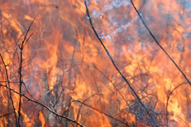 Saint Louis, Missouri 'de kontrollü bir yanma yakıt birikiminin sınırlı olmasını sağlar. Bu da, orman ve çayırlarda şiddetli yangınların çıkmasını önlüyor. Koruma Yönetimi.