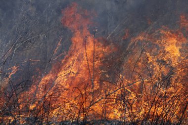 Saint Louis, Missouri 'de kontrollü bir yanma yakıt birikiminin sınırlı olmasını sağlar. Bu da, orman ve çayırlarda şiddetli yangınların çıkmasını önlüyor. Koruma Yönetimi.