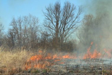 Saint Louis, Missouri 'de kontrollü bir yanma yakıt birikiminin sınırlı olmasını sağlar. Bu da, orman ve çayırlarda şiddetli yangınların çıkmasını önlüyor. Koruma Yönetimi.