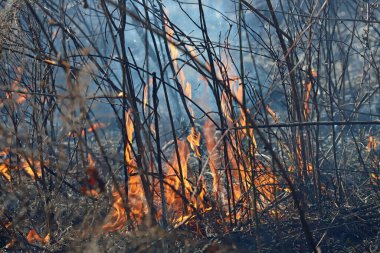 Saint Louis, Missouri 'de kontrollü bir yanma yakıt birikiminin sınırlı olmasını sağlar. Bu da, orman ve çayırlarda şiddetli yangınların çıkmasını önlüyor. Koruma Yönetimi.