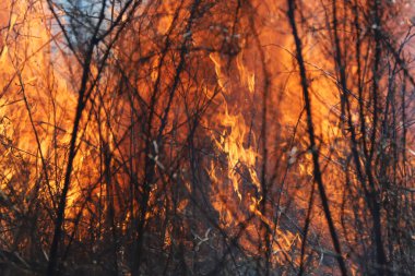 Saint Louis, Missouri 'de kontrollü bir yanma yakıt birikiminin sınırlı olmasını sağlar. Bu da, orman ve çayırlarda şiddetli yangınların çıkmasını önlüyor. Koruma Yönetimi.