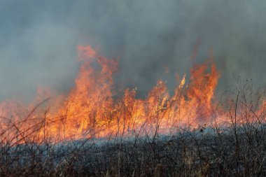 Saint Louis, Missouri 'de kontrollü bir yanma yakıt birikiminin sınırlı olmasını sağlar. Bu da, orman ve çayırlarda şiddetli yangınların çıkmasını önlüyor. Koruma Yönetimi.