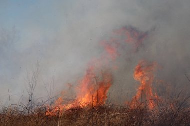 Saint Louis, Missouri 'de kontrollü bir yanma yakıt birikiminin sınırlı olmasını sağlar. Bu da, orman ve çayırlarda şiddetli yangınların çıkmasını önlüyor. Koruma Yönetimi.