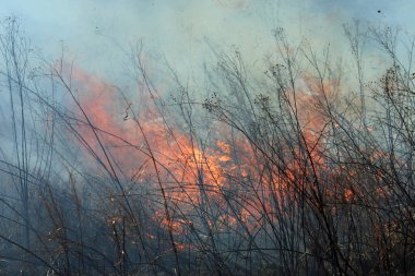 Saint Louis, Missouri 'de kontrollü bir yanma yakıt birikiminin sınırlı olmasını sağlar. Bu da, orman ve çayırlarda şiddetli yangınların çıkmasını önlüyor. Koruma Yönetimi.