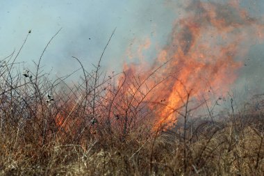 Saint Louis, Missouri 'de kontrollü bir yanma yakıt birikiminin sınırlı olmasını sağlar. Bu da, orman ve çayırlarda şiddetli yangınların çıkmasını önlüyor. Koruma Yönetimi.