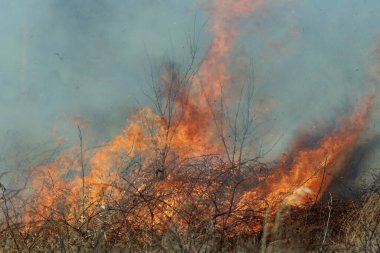 Saint Louis, Missouri 'de kontrollü bir yanma yakıt birikiminin sınırlı olmasını sağlar. Bu da, orman ve çayırlarda şiddetli yangınların çıkmasını önlüyor. Koruma Yönetimi.