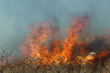 Saint Louis, Missouri 'de kontrollü bir yanma yakıt birikiminin sınırlı olmasını sağlar. Bu da, orman ve çayırlarda şiddetli yangınların çıkmasını önlüyor. Koruma Yönetimi.