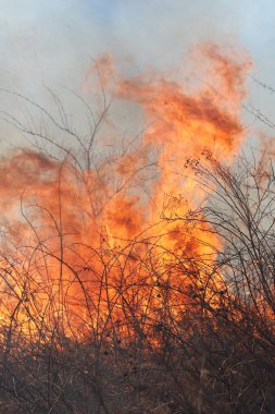 Saint Louis, Missouri 'de kontrollü bir yanma yakıt birikiminin sınırlı olmasını sağlar. Bu da, orman ve çayırlarda şiddetli yangınların çıkmasını önlüyor. Koruma Yönetimi.