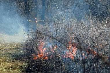 A controlled burn in Saint Louis, Missouri, ensures fuel build-up is limited. This, in turn, prevents massive wild fires from raging through forests and prairies. Conservation Management. clipart