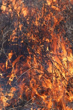 Saint Louis, Missouri 'de kontrollü bir yanma yakıt birikiminin sınırlı olmasını sağlar. Bu da, orman ve çayırlarda şiddetli yangınların çıkmasını önlüyor. Koruma Yönetimi.