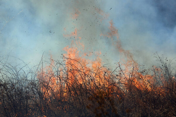 Контролируемый ожог в Сент-Луисе, Миссури, обеспечивает ограниченное накопление топлива. Это, в свою очередь, предотвращает массовые дикие пожары, бушующие в лесах и прериях. Управление охраной природы.