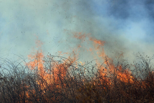 Контролируемый ожог в Сент-Луисе, Миссури, обеспечивает ограниченное накопление топлива. Это, в свою очередь, предотвращает массовые дикие пожары, бушующие в лесах и прериях. Управление охраной природы.
