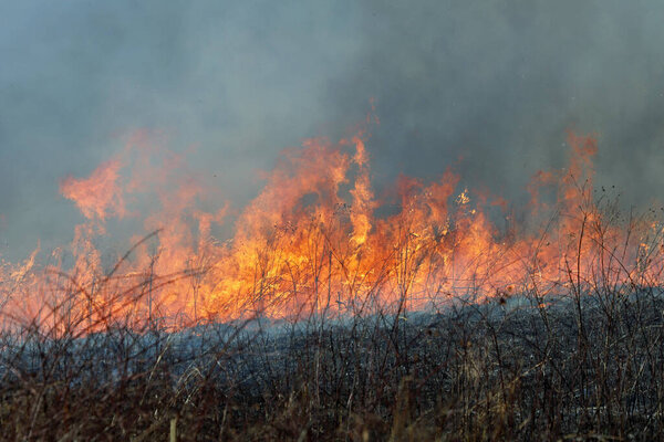Контролируемый ожог в Сент-Луисе, Миссури, обеспечивает ограниченное накопление топлива. Это, в свою очередь, предотвращает массовые дикие пожары, бушующие в лесах и прериях. Управление охраной природы.