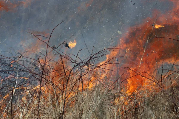 密苏里州圣路易斯的一次有控制的燃烧确保了燃料的积累是有限的 这反过来又防止了大面积的野火在森林和草原上肆虐 养护管理 图库图片
