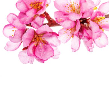 Beyaz arkaplanda izole edilmiş pembe çiçekler