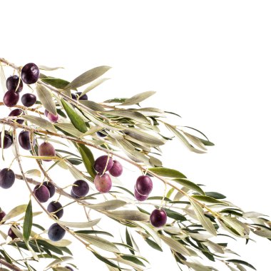 beyaz arka plan üzerinde izole yaprakları ve koyu zeytin ile dal