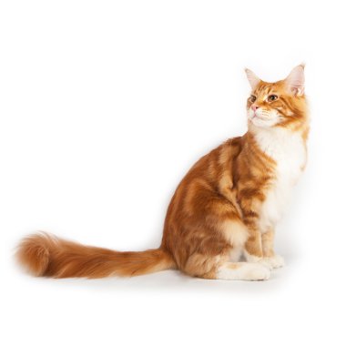 kırmızı maine coon kedi stüdyoda oturan