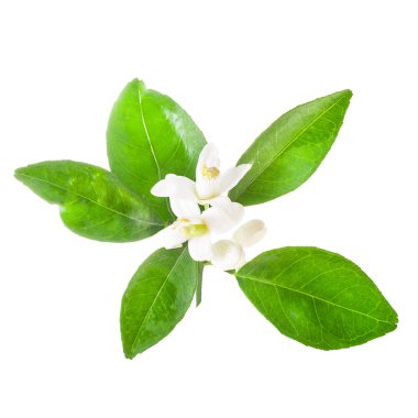beyaz arka plan üzerinde izole yeşil yaprakları ile yasemin çiçekleri