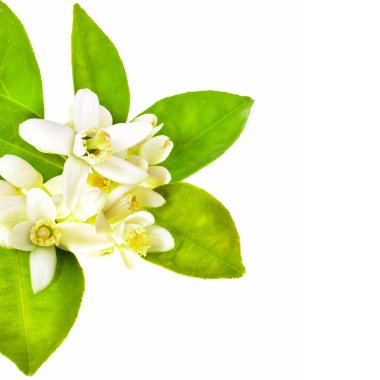 beyaz arka plan üzerinde izole yeşil yaprakları ile yasemin çiçekleri