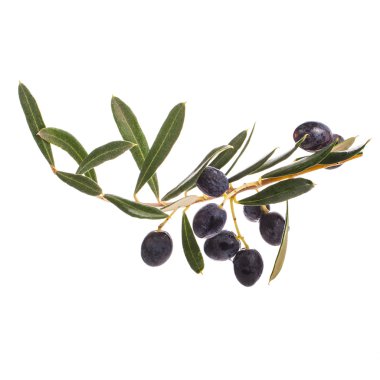 beyaz arka plan üzerinde izole yaprakları ve koyu zeytin ile dal