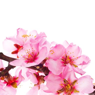 beyaz arka plan üzerinde izole çiçek açan çiçekler ile sakura dalı