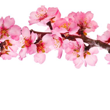 beyaz arka plan üzerinde izole çiçek açan çiçekler ile sakura dalı